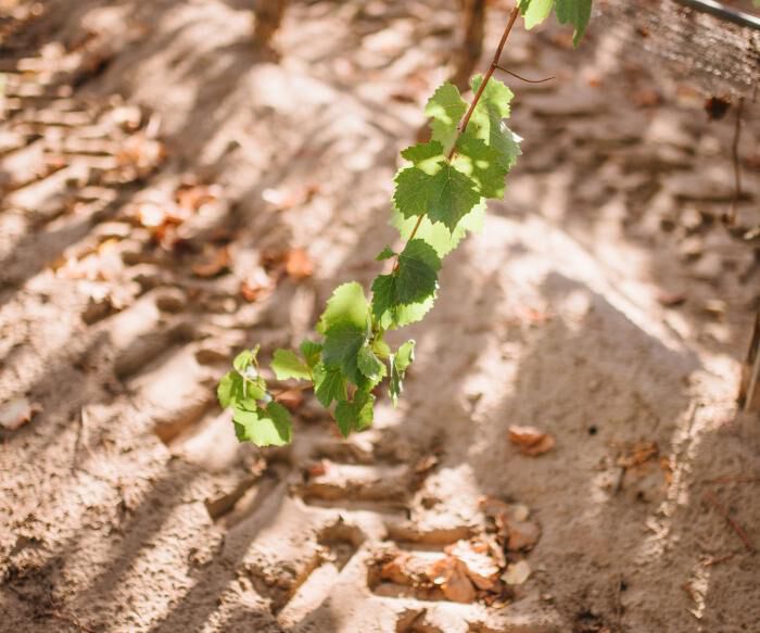 Grape vine