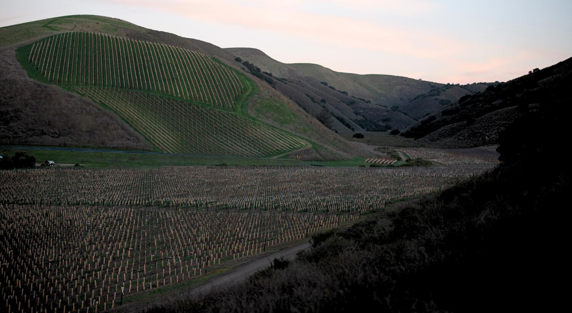 Perilune Vineyard
