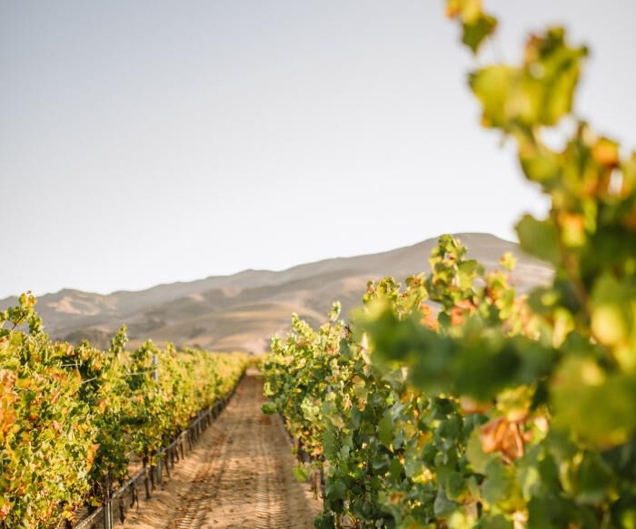 Sta. Rita Hills vineyard