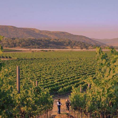 Vineyard