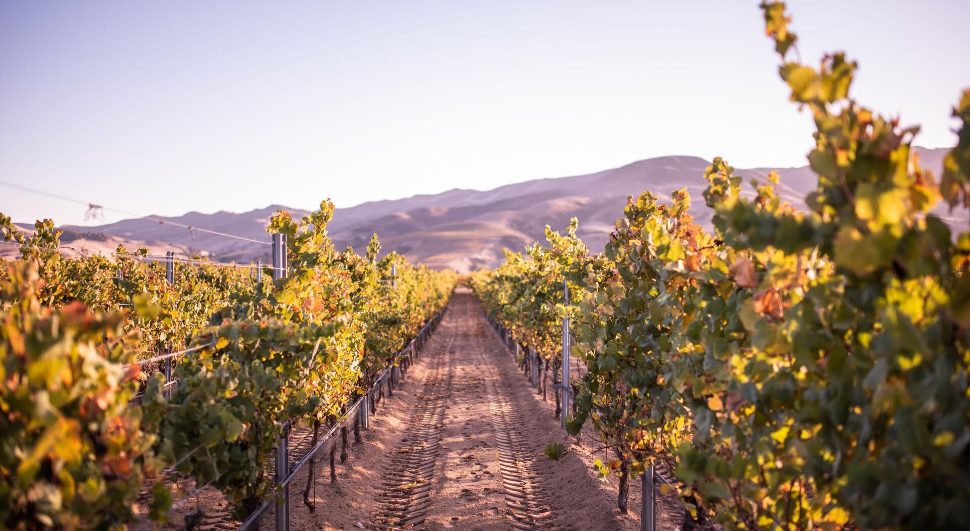 3d vineyard