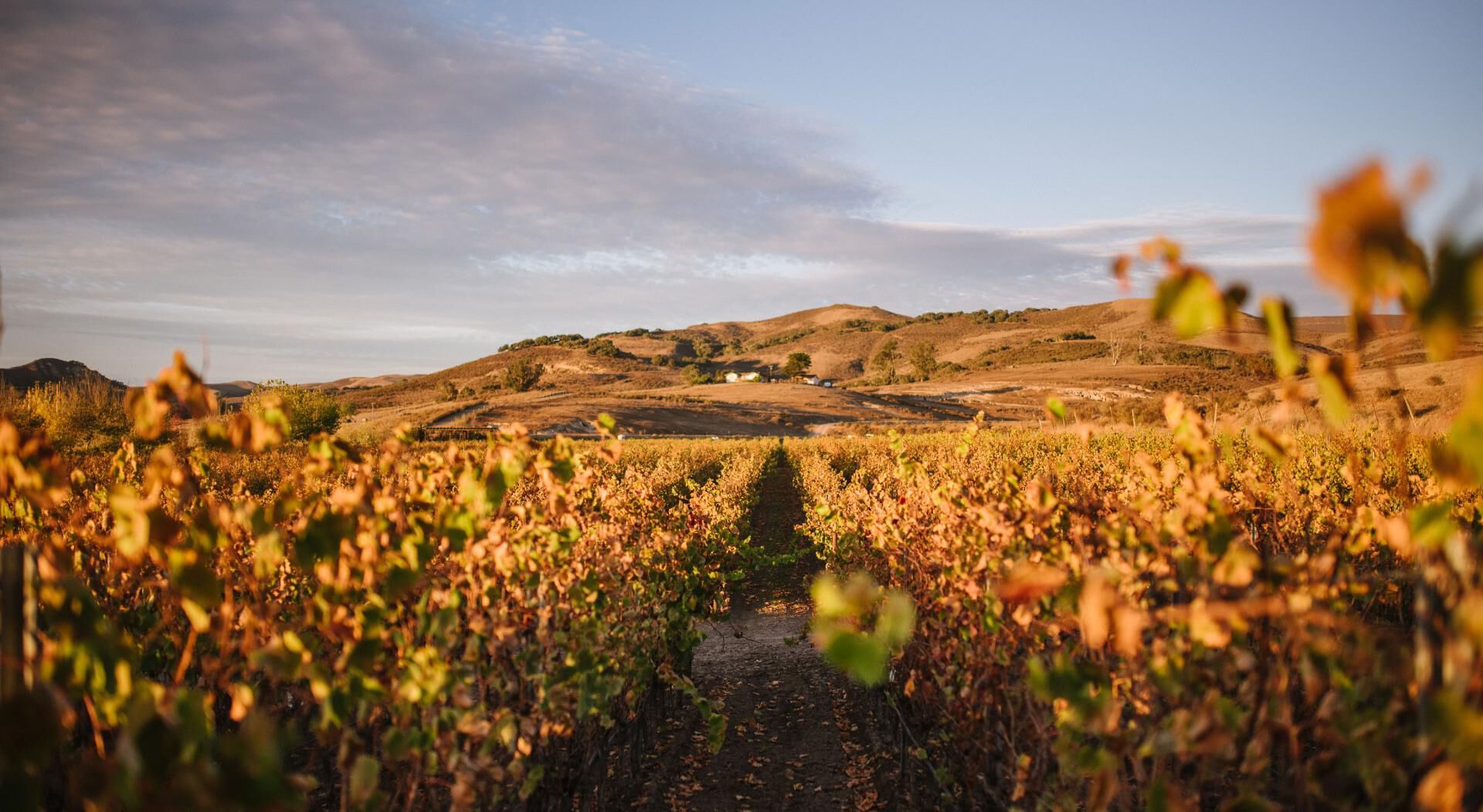 Machado vineyard