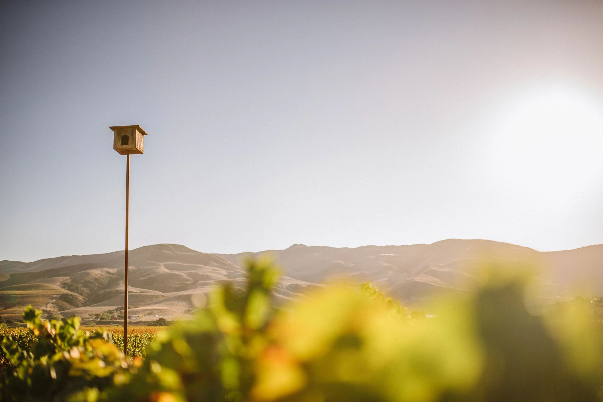 Birdhouse in a vineyard